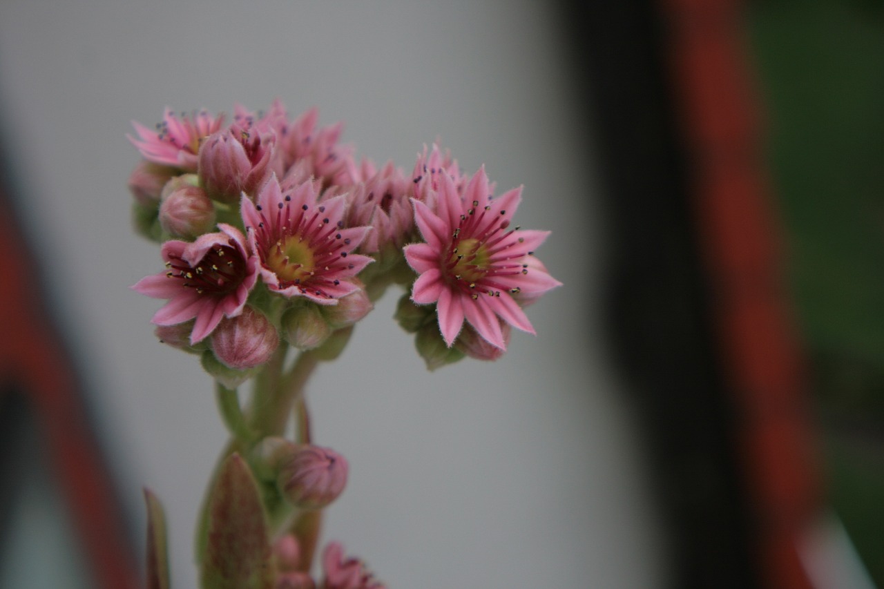 Eco-Friendly Garden Craft Ideas for Kids